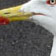 uccello